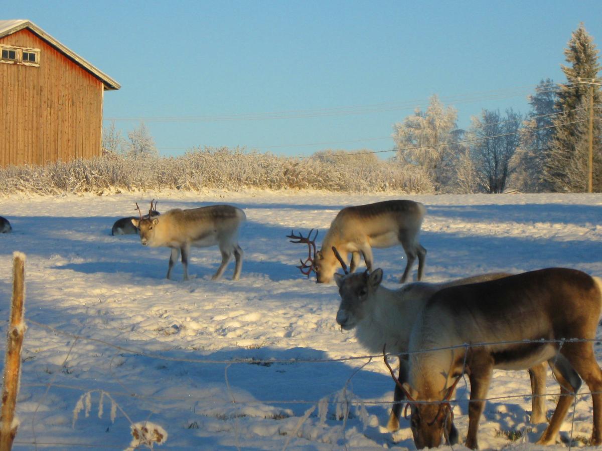 Kierinki Village Majatalo Buitenkant foto